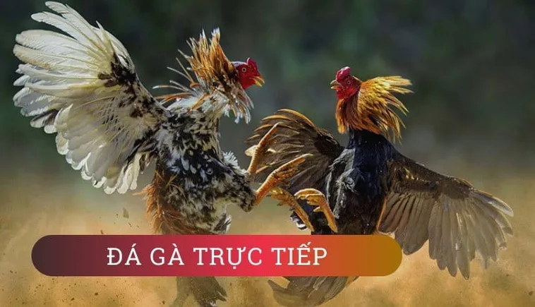 Hướng Dẫn Chơi Đá Gà WS168 Tại AE888 Một Cách Chi Tiết Nhất 2 Hướng Dẫn Chơi Đá Gà WS168 Tại AE888 Một Cách Chi Tiết Nhất
